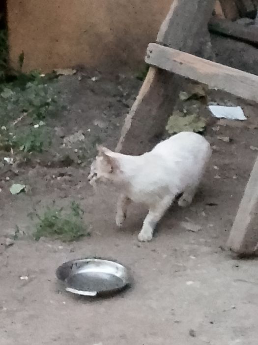 Кошки крысоловы.