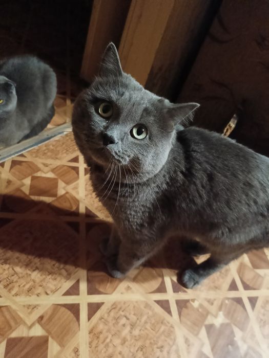Котята. Девочка и мальчик.