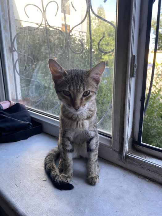 Отдам котенка в хорошие руки
