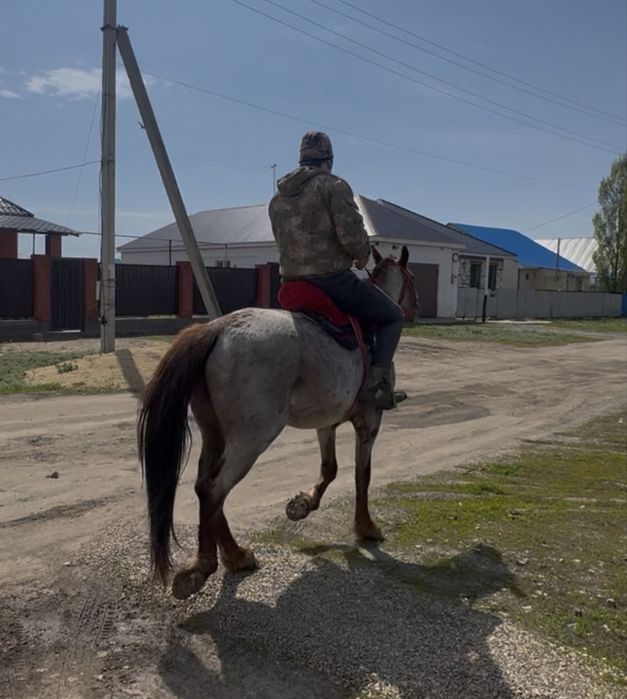 Айғыр сатылады Полутяж
