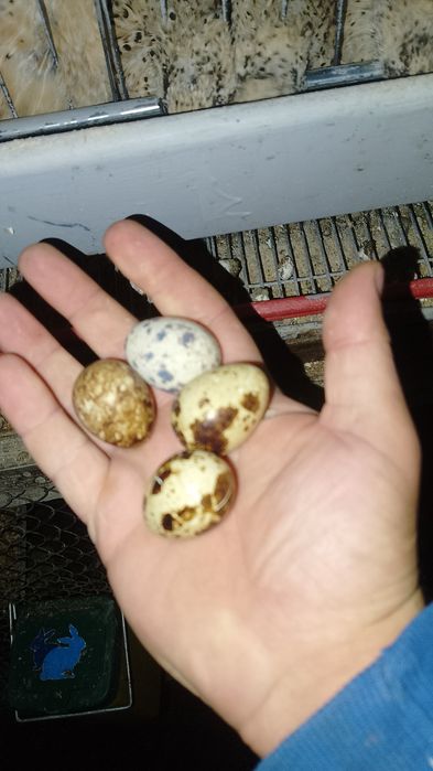 Carne de prepeliță  și oua