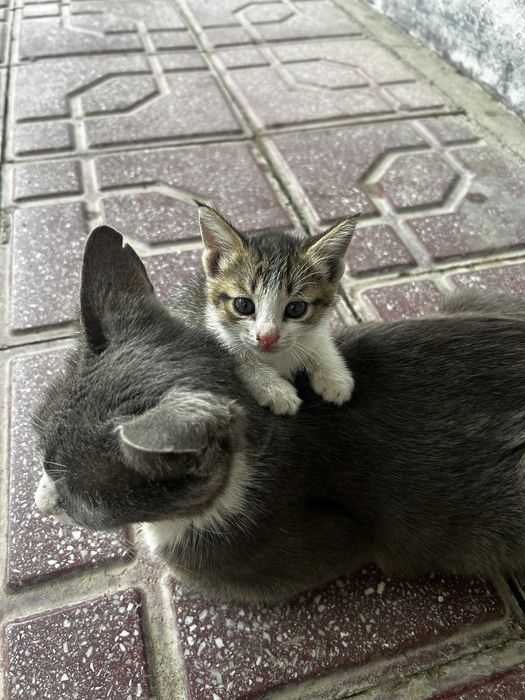 домашние   кошки