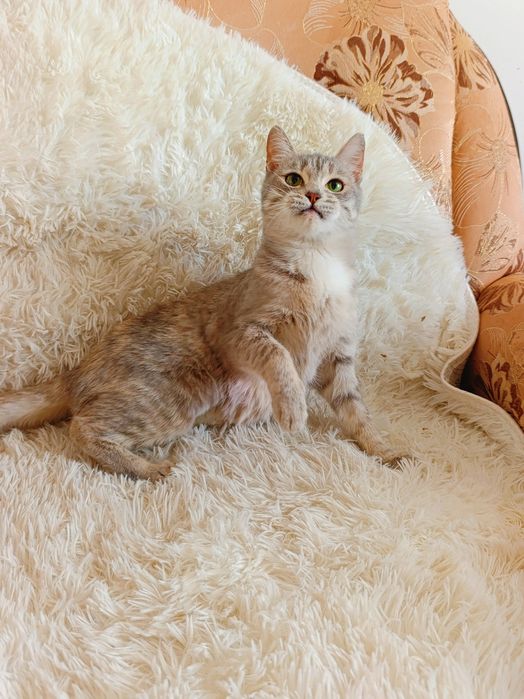 Кошечка кошка котенок