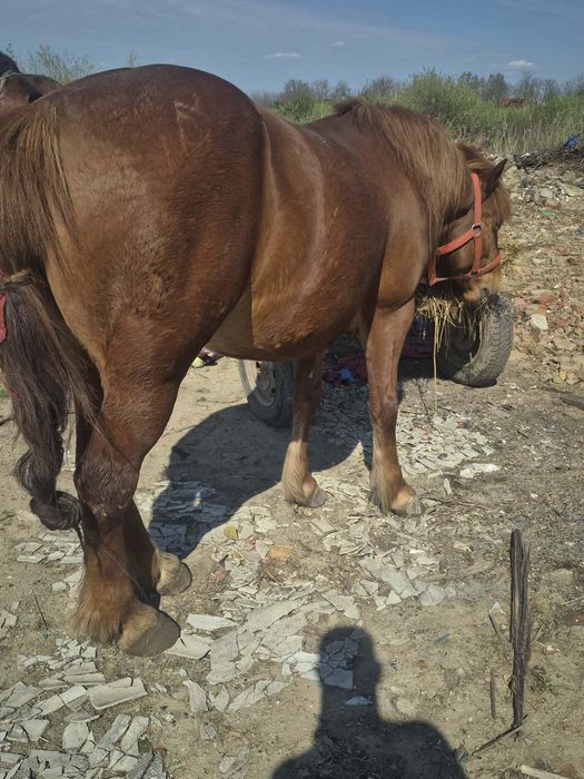 Cal castrat de vanzare URGENT!!!