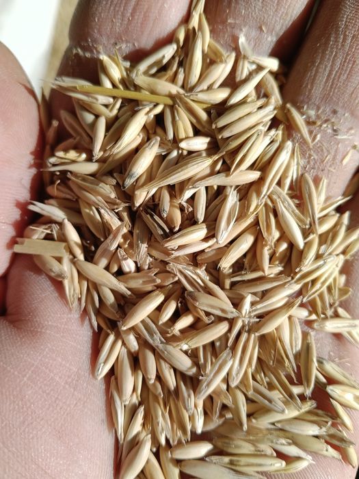 Vînd ovăz   de sâmînta și orzoaică Romanița