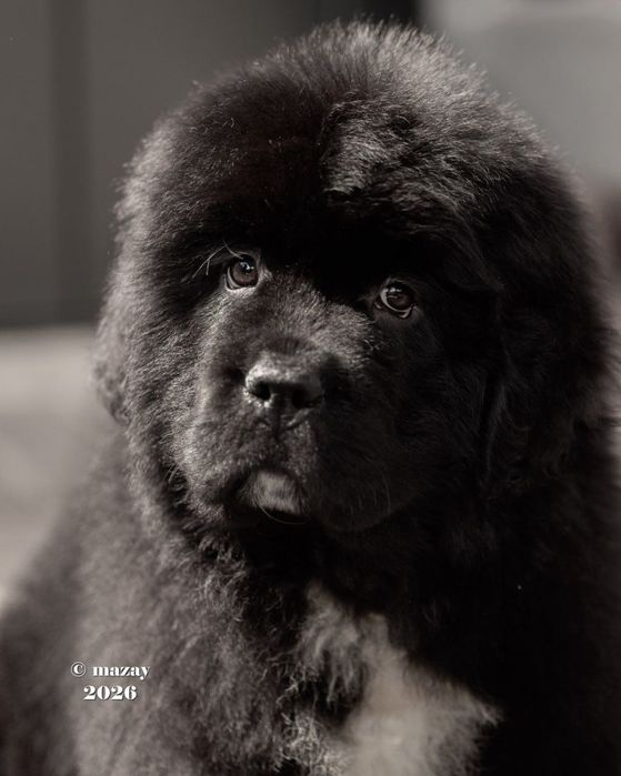 Продаю щенка Ньюфаундленда