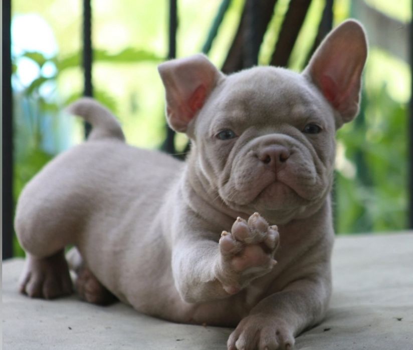 Американский Булли Премиум-класса!