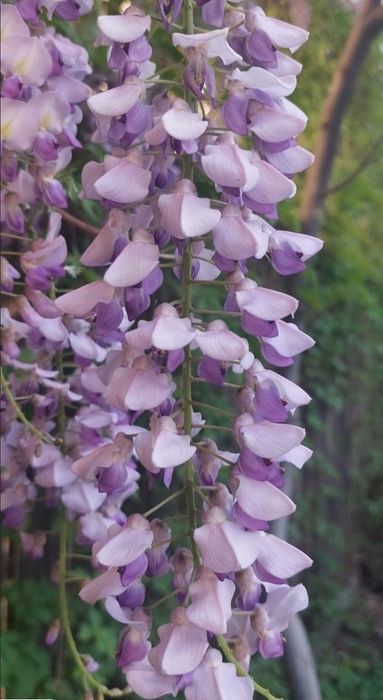 Glicina în ghiveci, wisteria mov - producător plante ornamentale