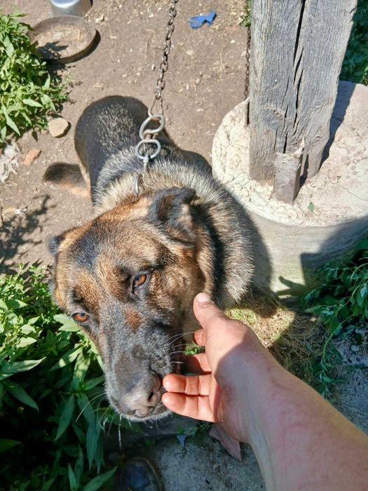 Търси дом, женска немска овчарка на 3 години