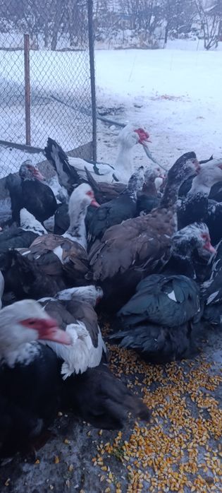 Продам уток  самцы 7000тг ,самки 5000тг