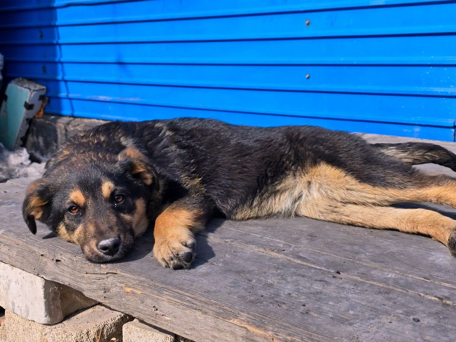 Щенок собака дворовая 4 месяца девочка