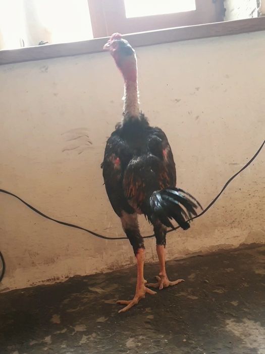 Жо'жамиз сотувда нархи 100$ ками бор