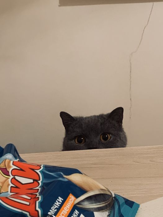 Британская короткошерстная