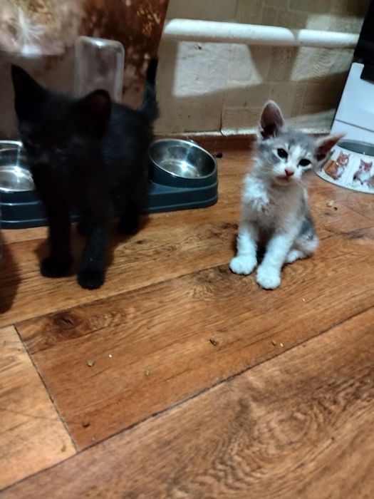 Отдам котят в добрые руки