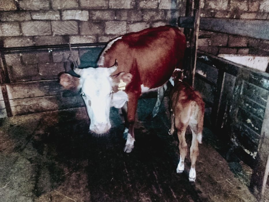 Продам корову молочные