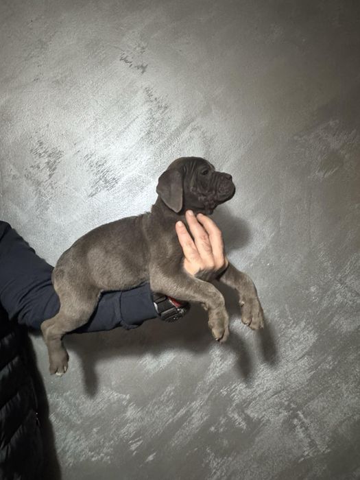 Кане Корсо Cane Corso is  an italiano breed mastiff