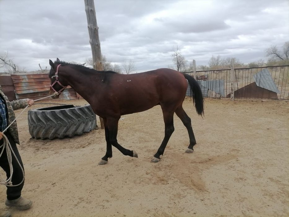 5 жасар айгыр сатылады