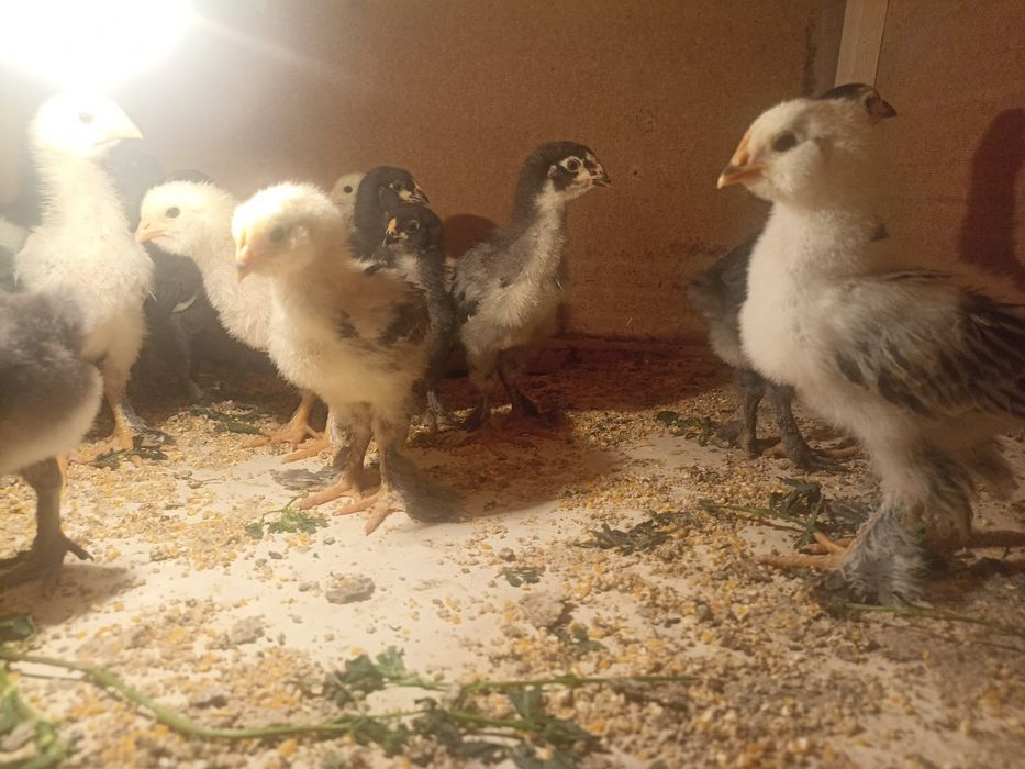 Цыплята породы брама / jo'jaBrahma 50,000 за шт