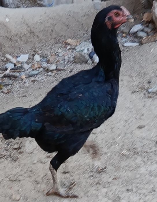 Дакан куланги сотилади брамаям бор