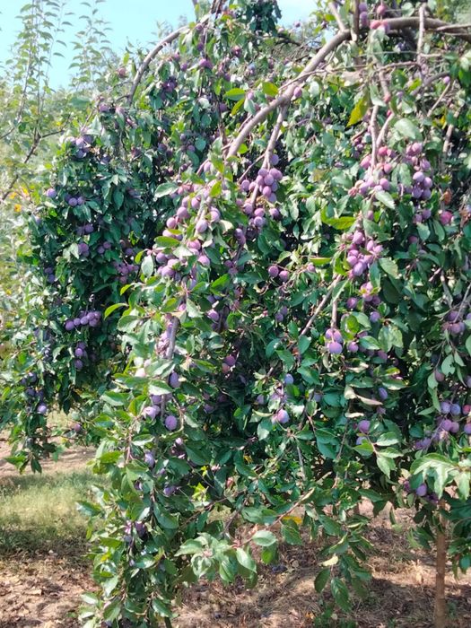 Prune pentru țuică de vânzare preț 1,5 lei/kg