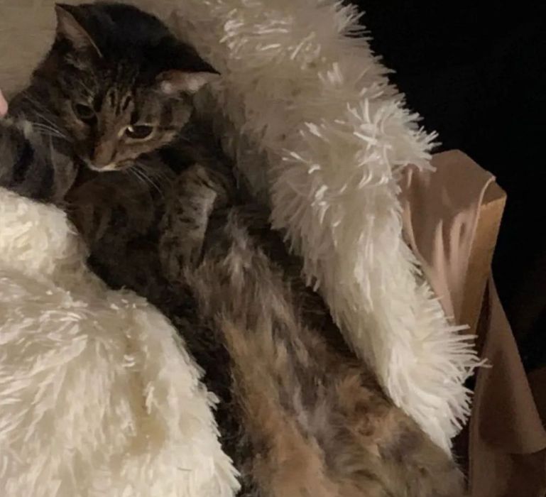 Потерялась кошка