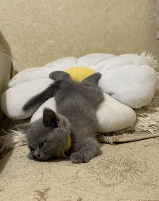 Британские котята