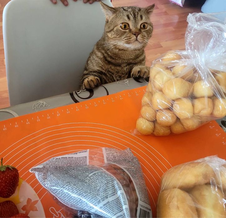 Отдам кота(скоттиш-страйт) в добрые ручки