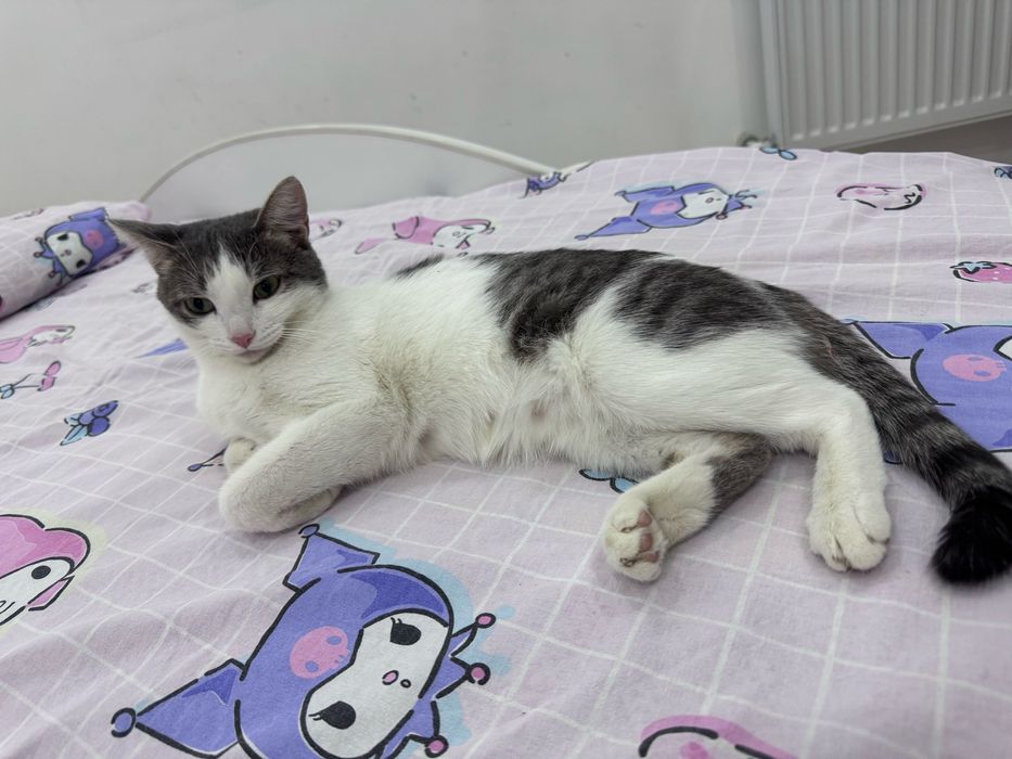 СРОЧНО ищем дом для кошечки