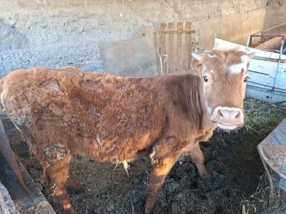 Телки продам 350