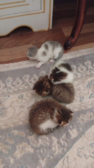 Продам вислоухих котят