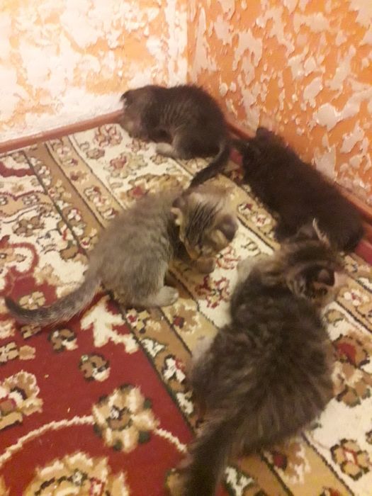Котята бесплатно