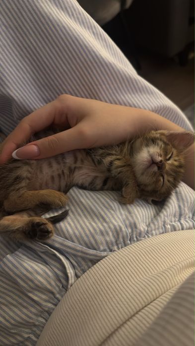 Котенок 2 месяца