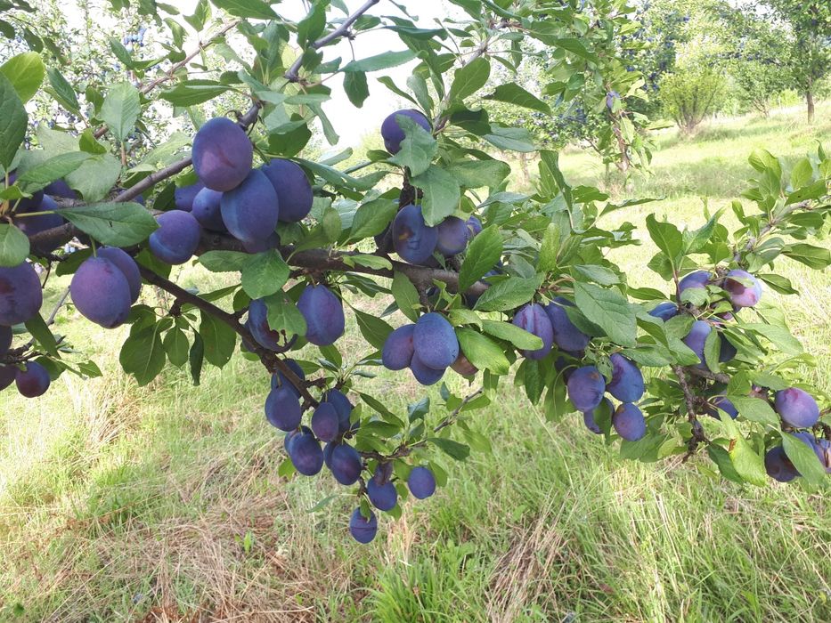 Продава се Сливова овощна градина