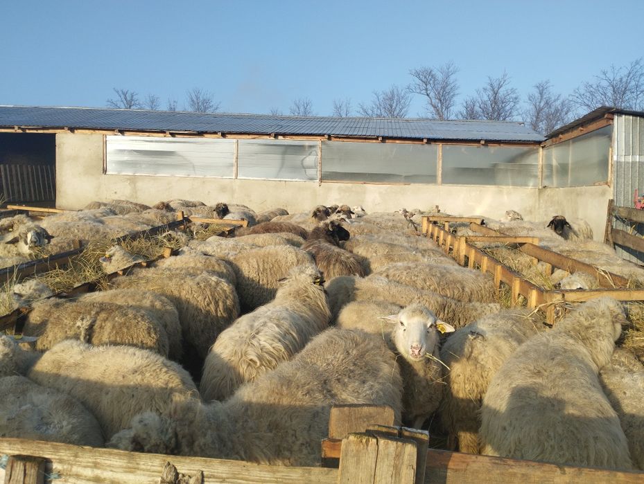 Vând oi tinere mai multe detalii sunați