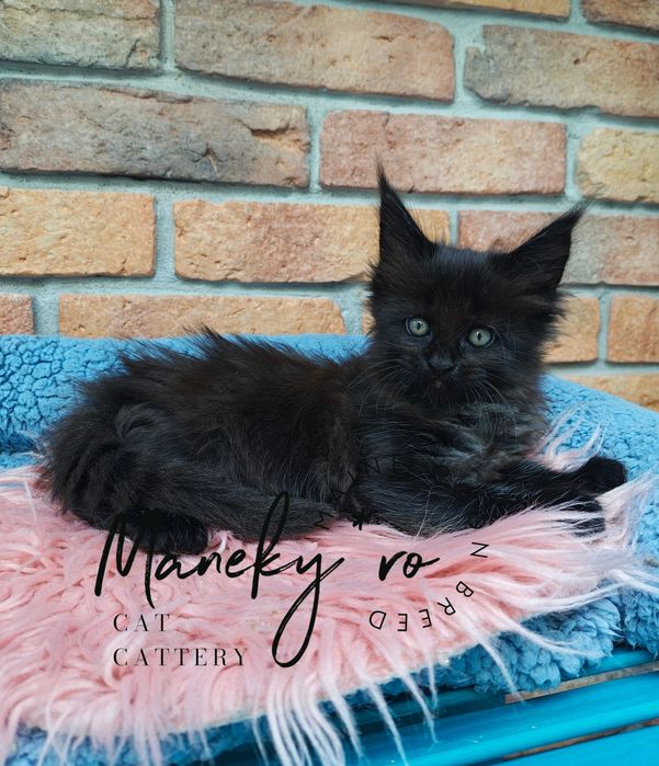 Pui Maine Coon Black smoke