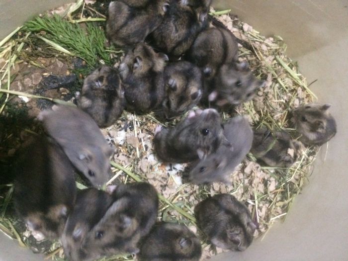 Хомяки домашние !