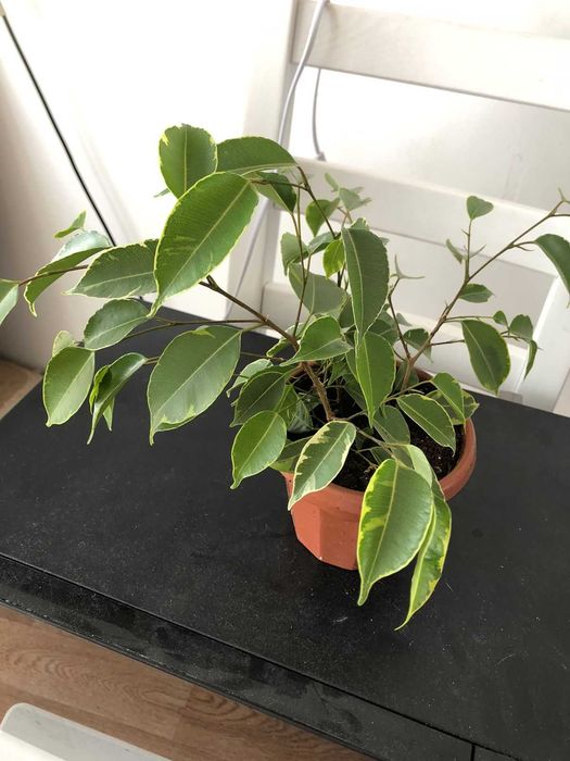 фикус сорт кинки