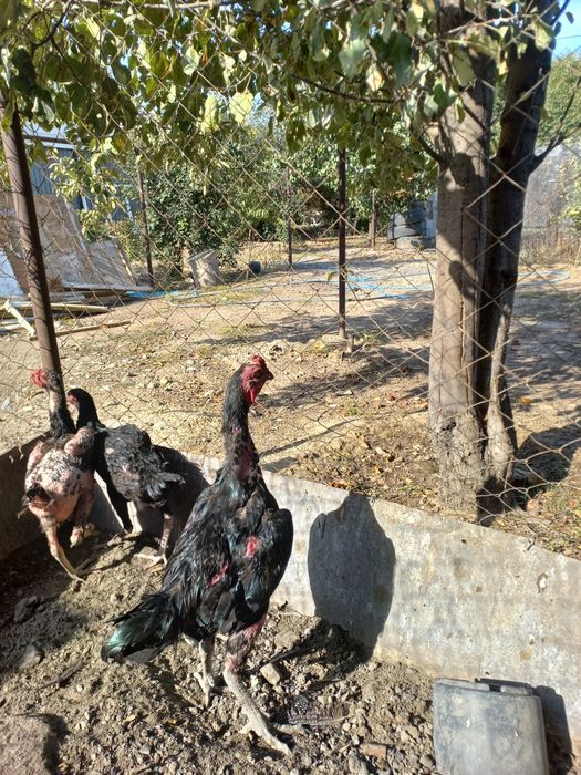 Дакан японскии шамо