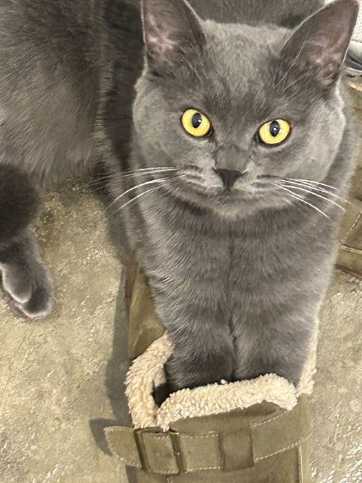 Отдам кота в добрые руки