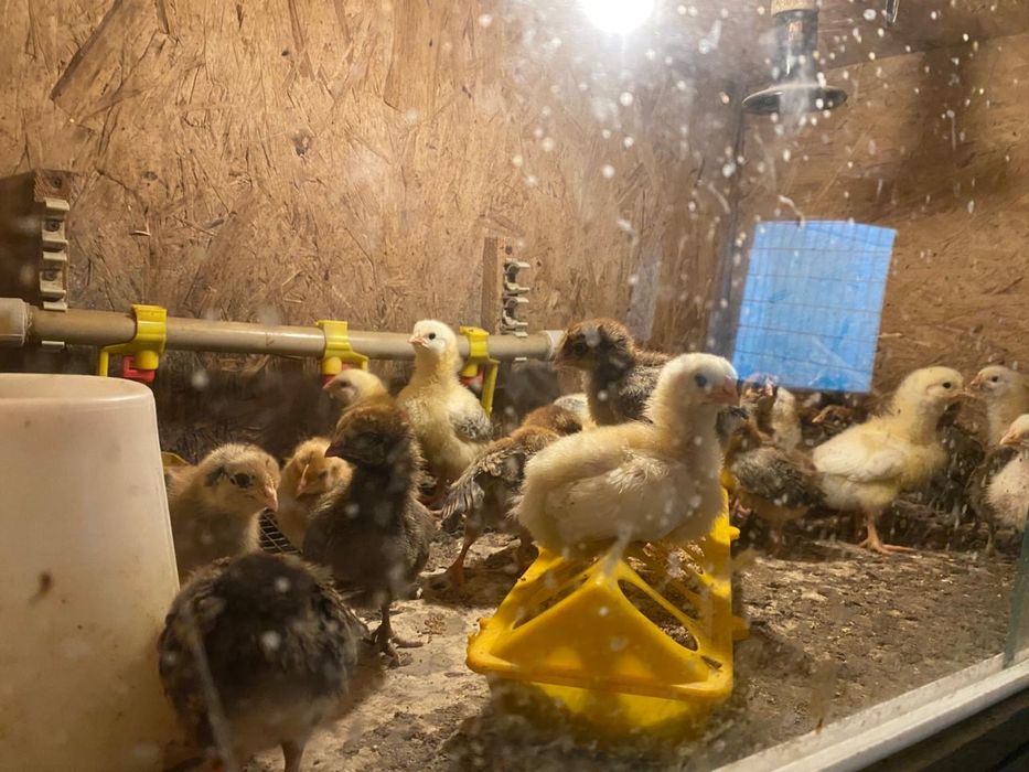 Домашние цыплята