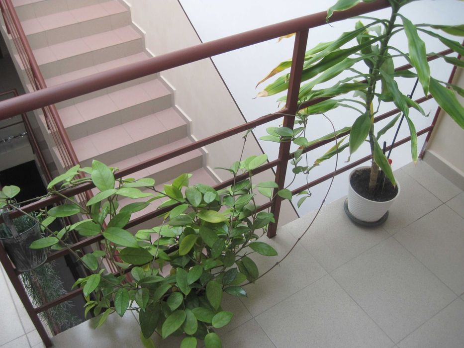 Canon PowerShot A1100 IS 12.1 MPx