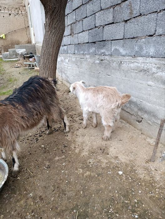 Alpen Zanem zotli echki