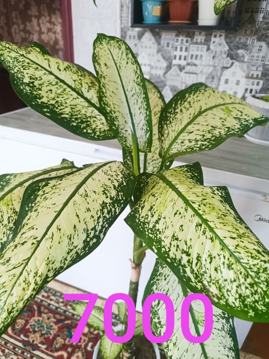 Домашние цветы  разные