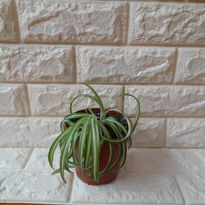 Комнатные цветы домашние