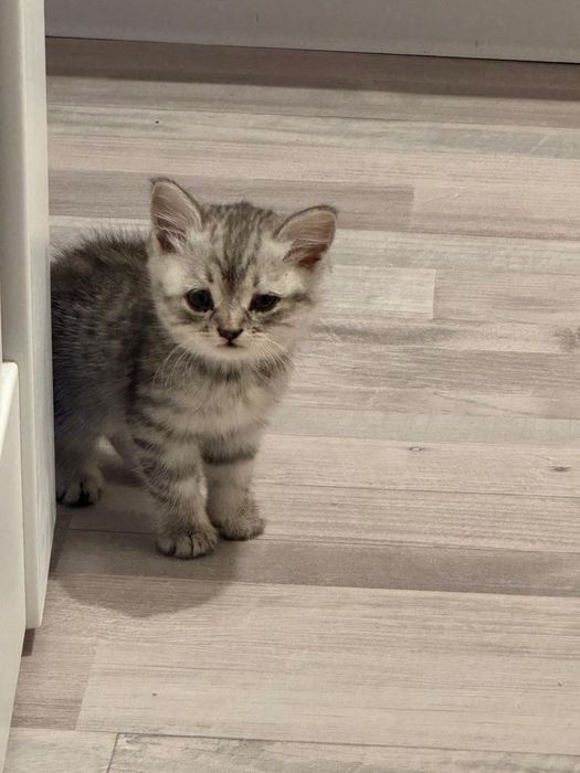 Породистые вислоухие котята