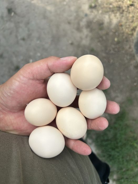 Продам карликовых кур