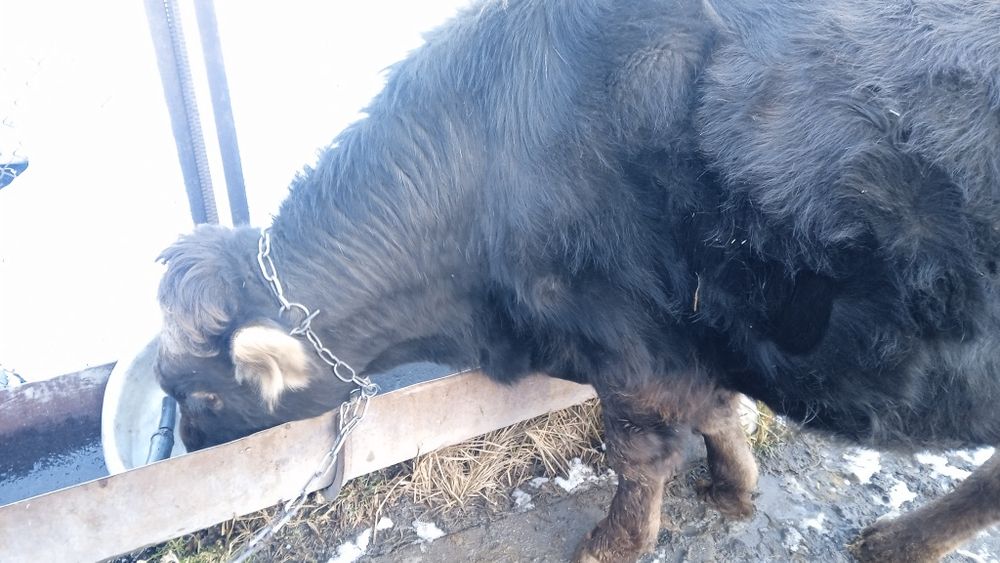 Продается бычок.