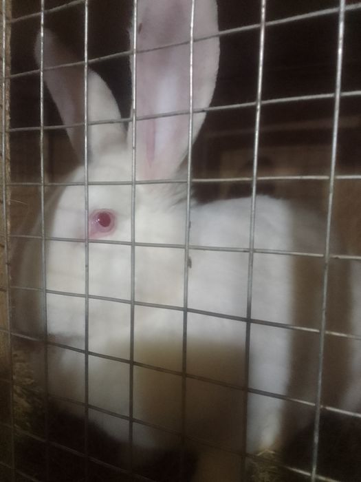 продам кролих. Бишкуль