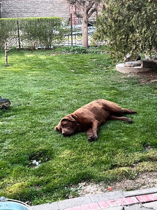 Продам лабрадора