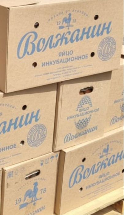 Яйцо инкубационное